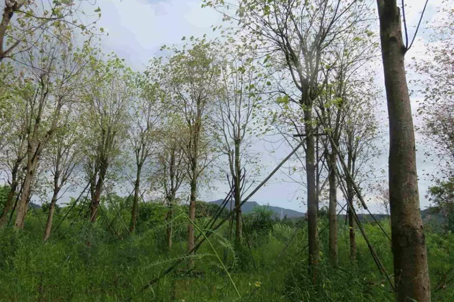 股权